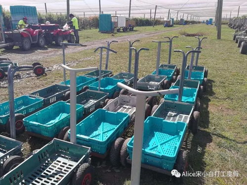 新西蘭季節(jié)工廠工作推薦及延簽攻略大放送